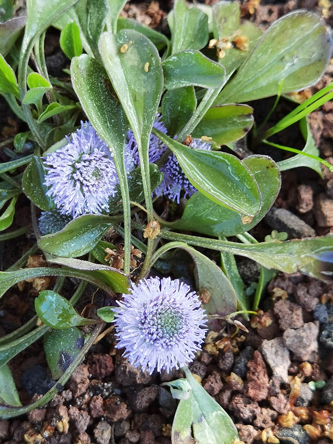 Globularia vulgaris